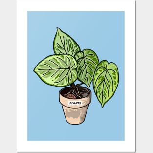 Caladium Plants Posters and Art